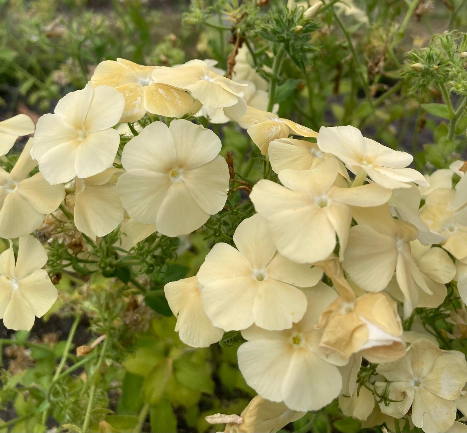phlox 2.jpg
