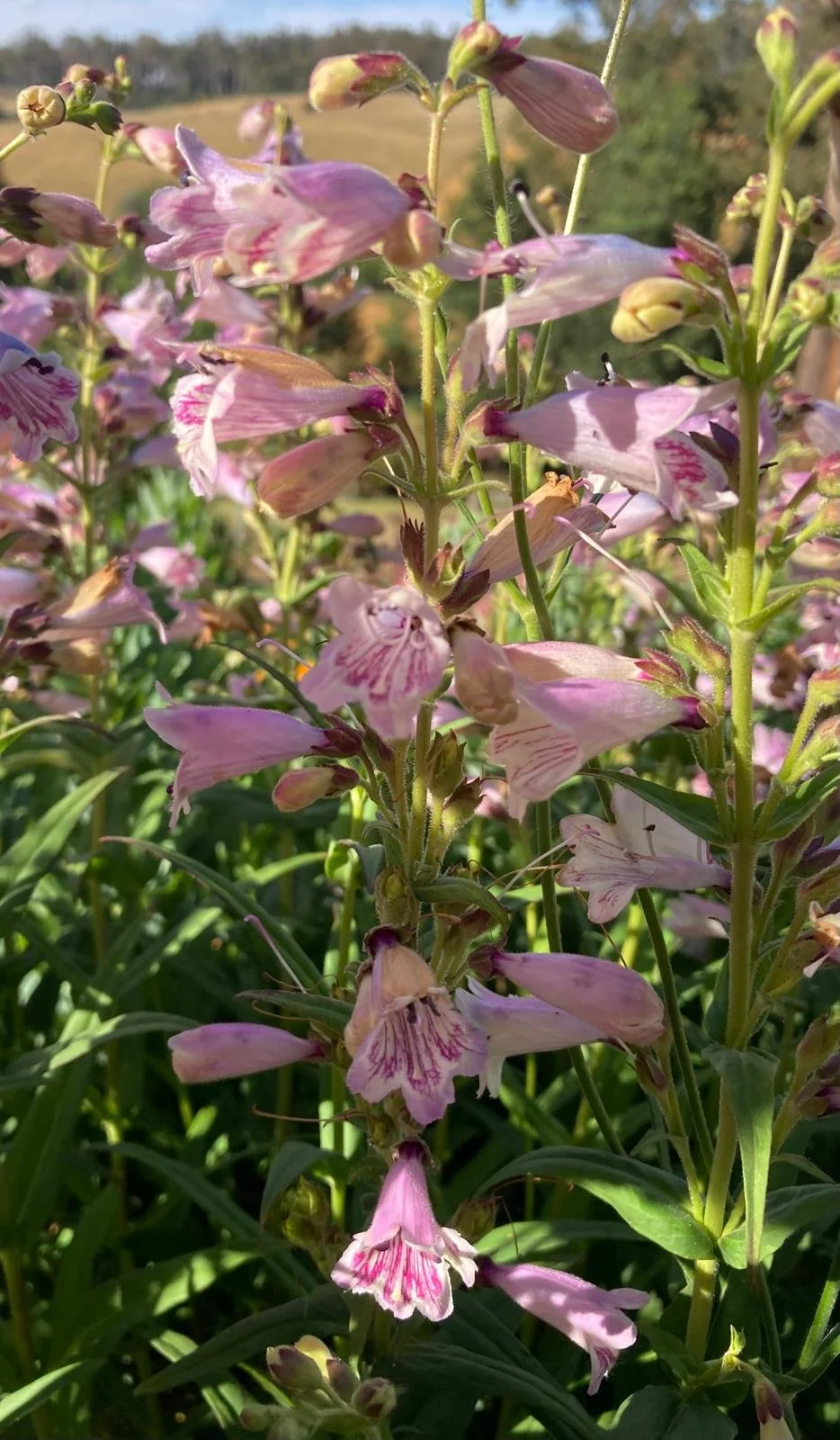 Penstemon 'Hidcote Pink'
