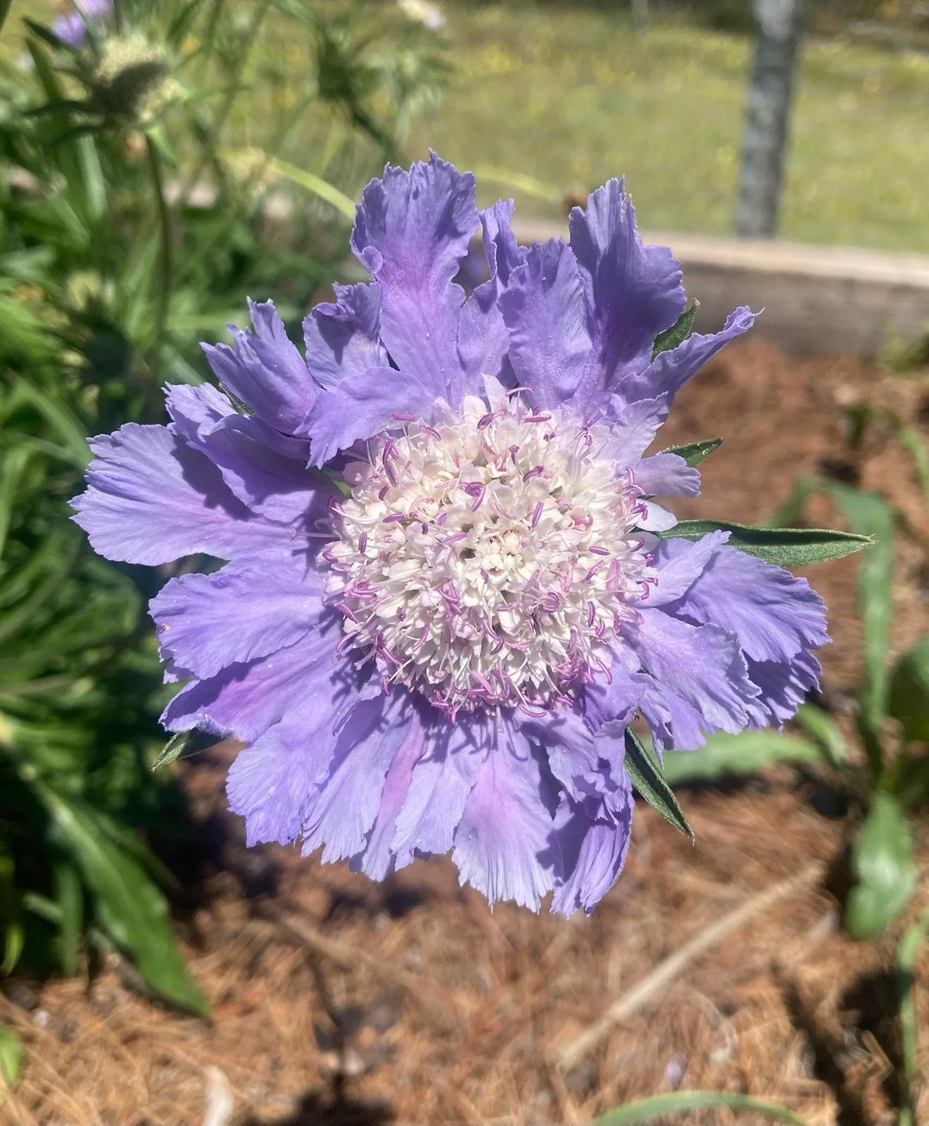 Scab fama light blue.jpeg