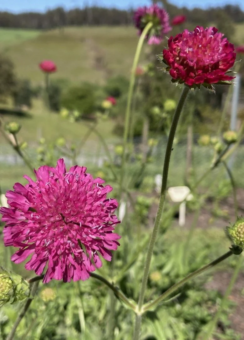 Knautia 'Mars Midget'
