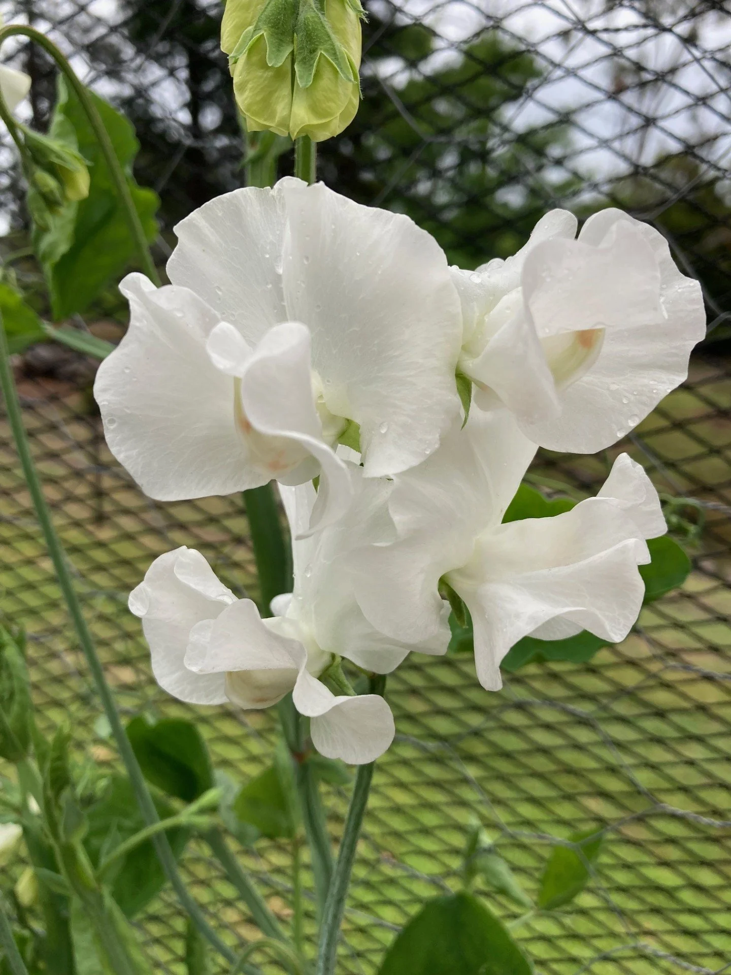 Semi-grandiflora 'Cathy'