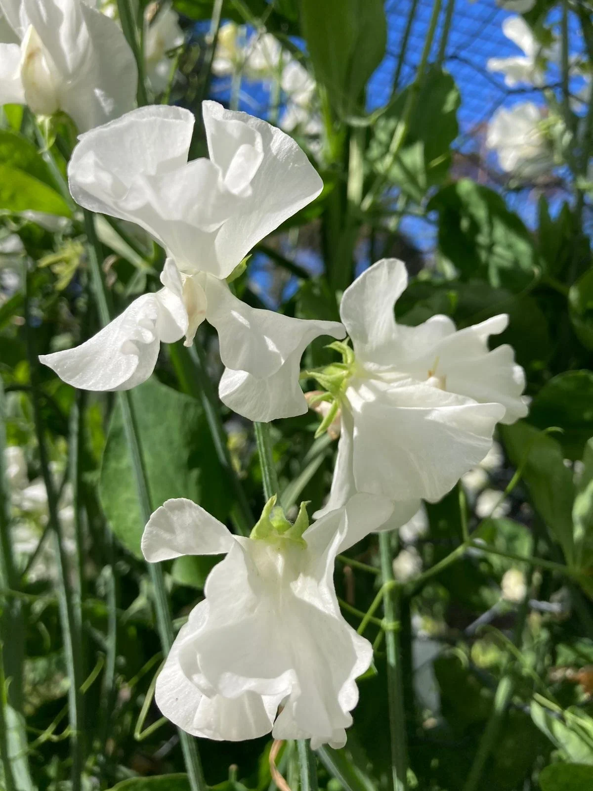 Gawler 'Beverley Kaye'