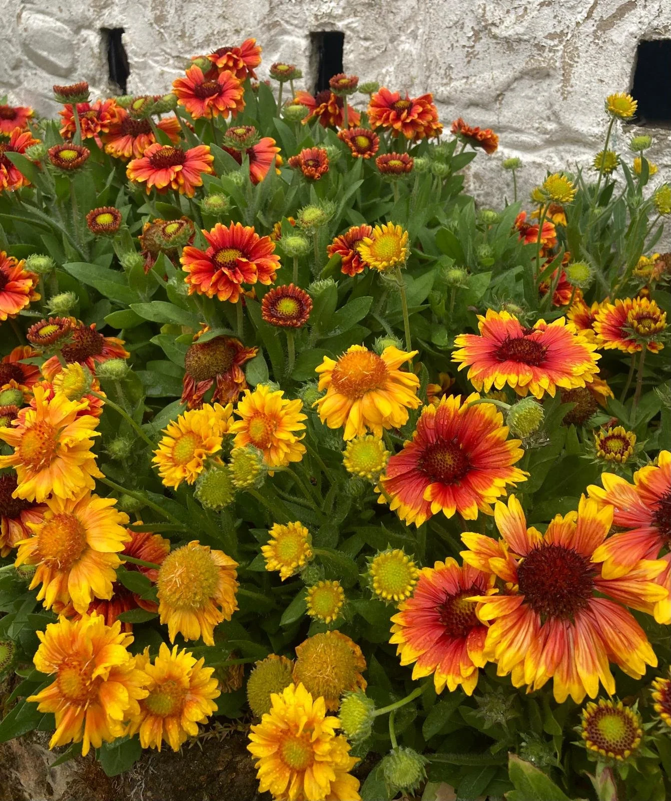 Gaillardia mix
