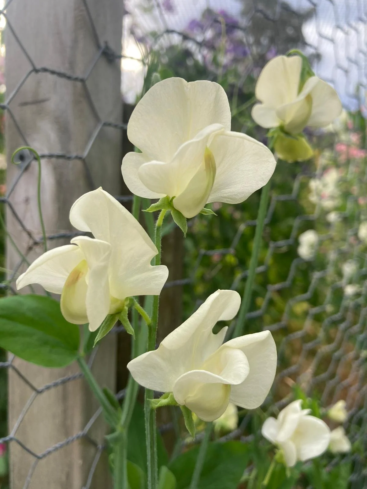 Grandiflora 'Mrs Collier'