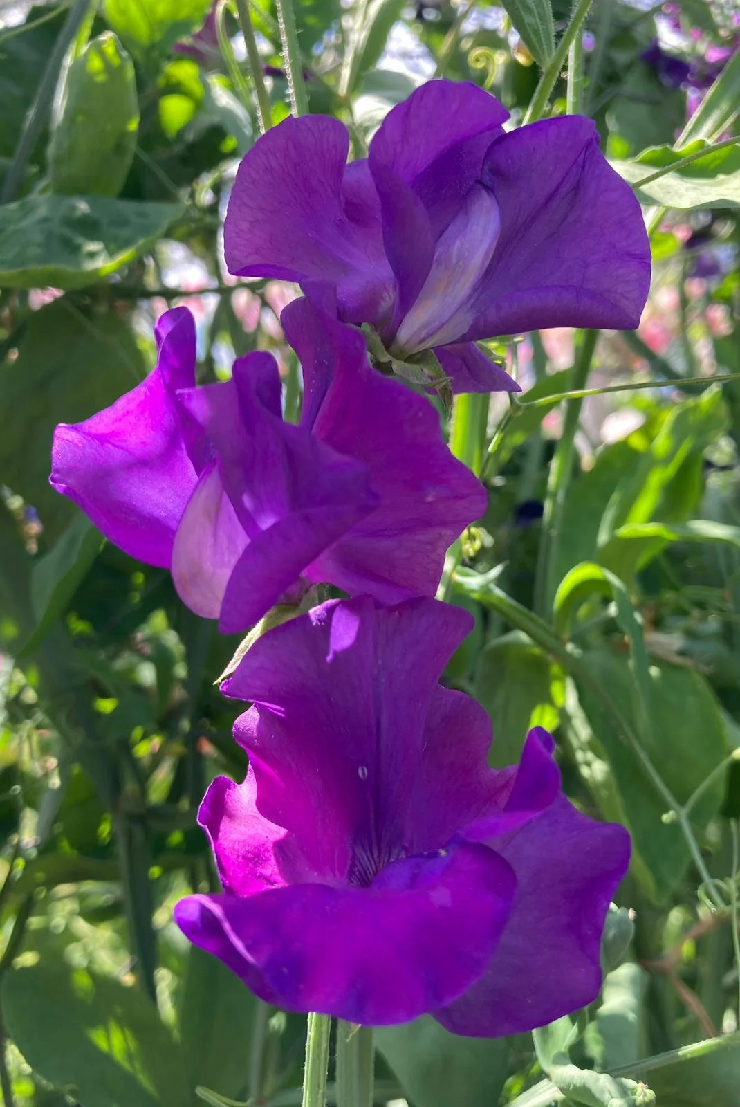 Gawler 'Marilyn Jean'