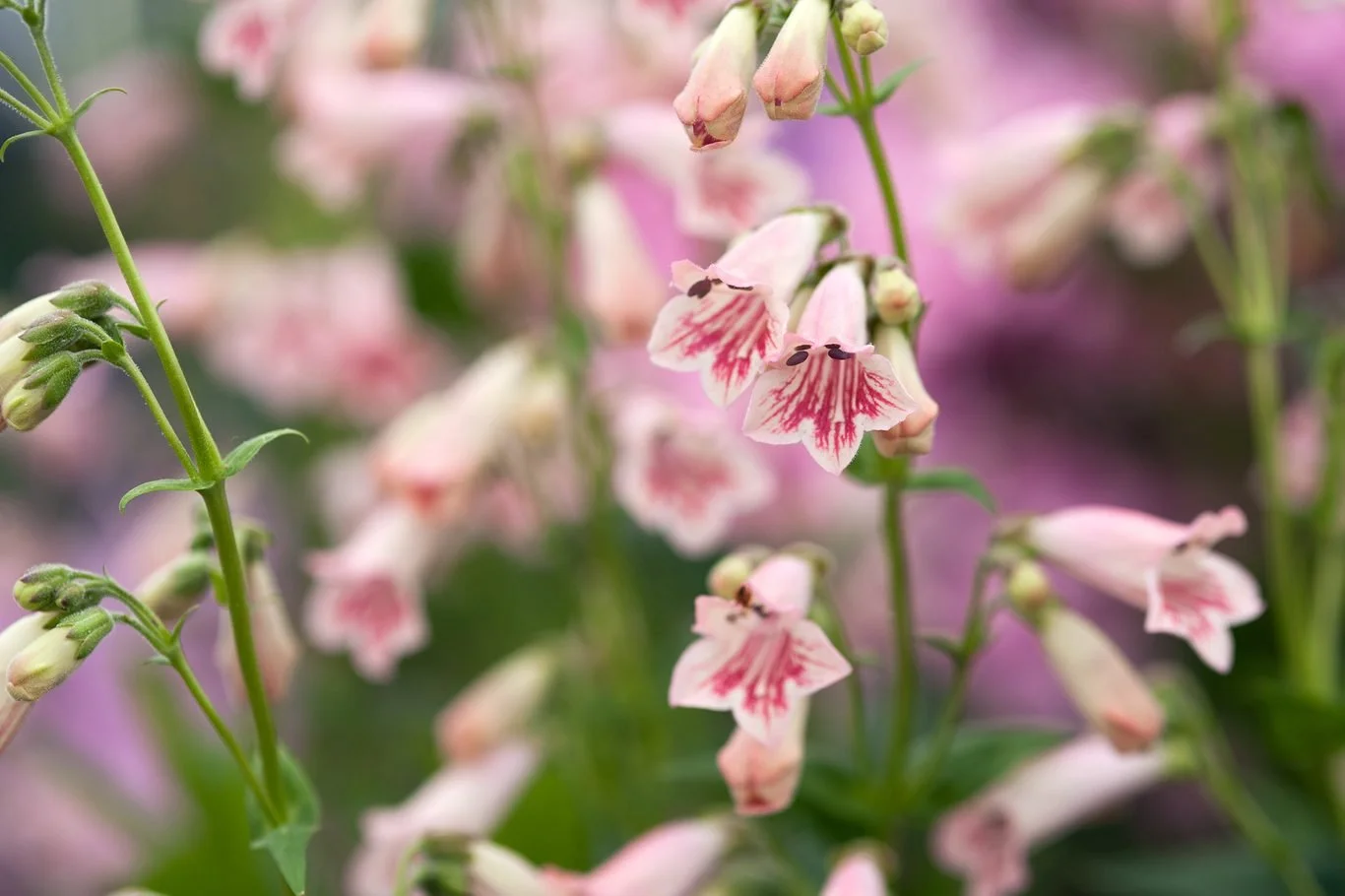 Penstemon hidcote pink2.jpeg