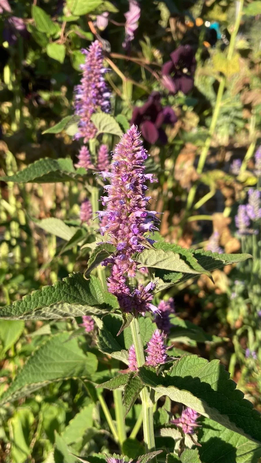 Agastache liquorice blue.jpeg
