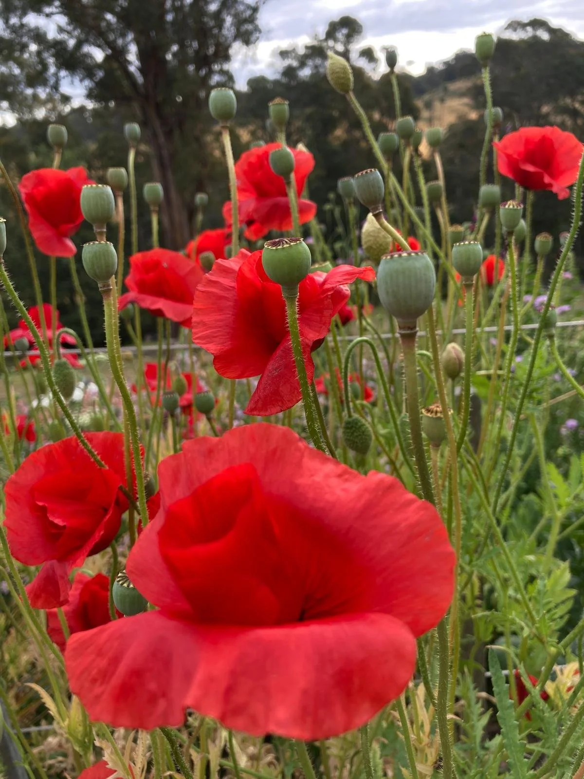 flanders poppies.jpeg