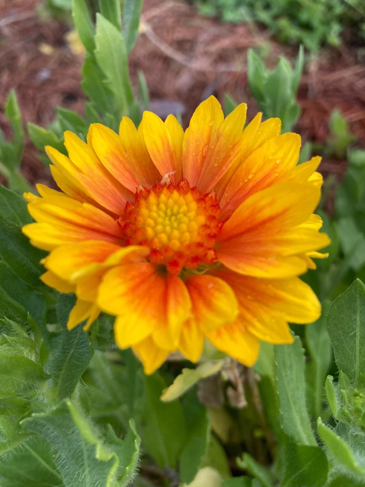 G. Arizona apricot.jpeg