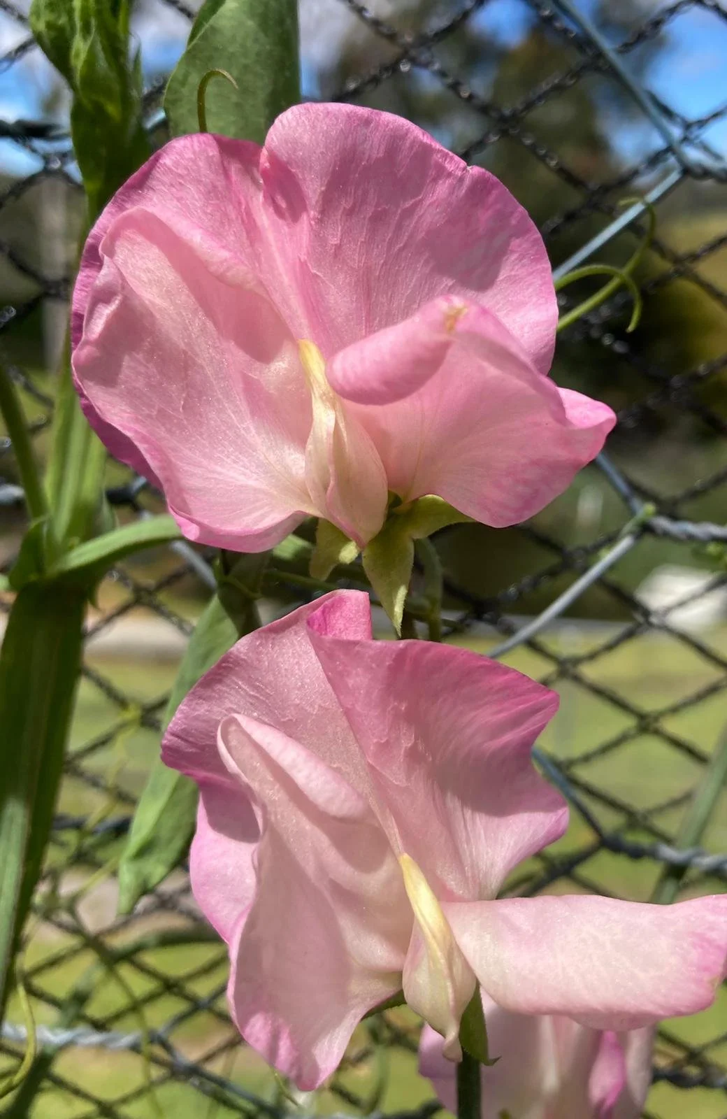 G. Clare Harkness.jpeg