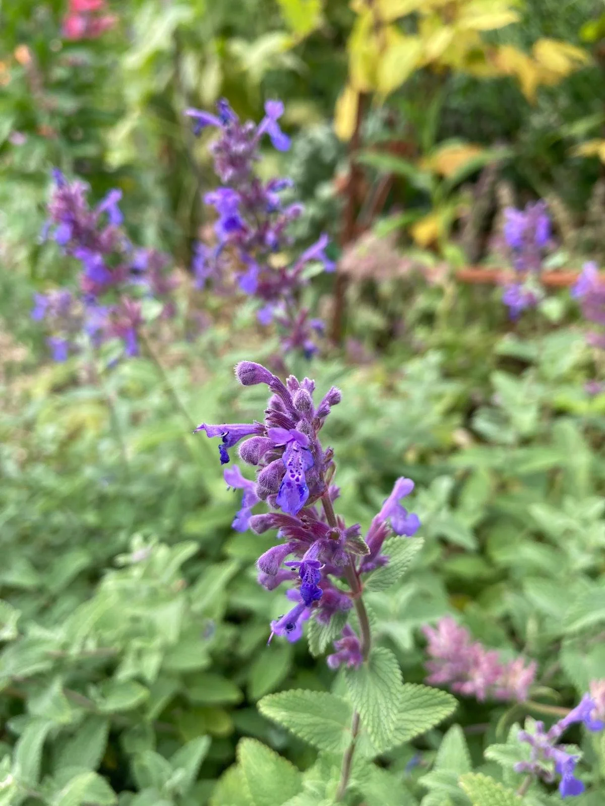 Nepeta nova blue.jpeg