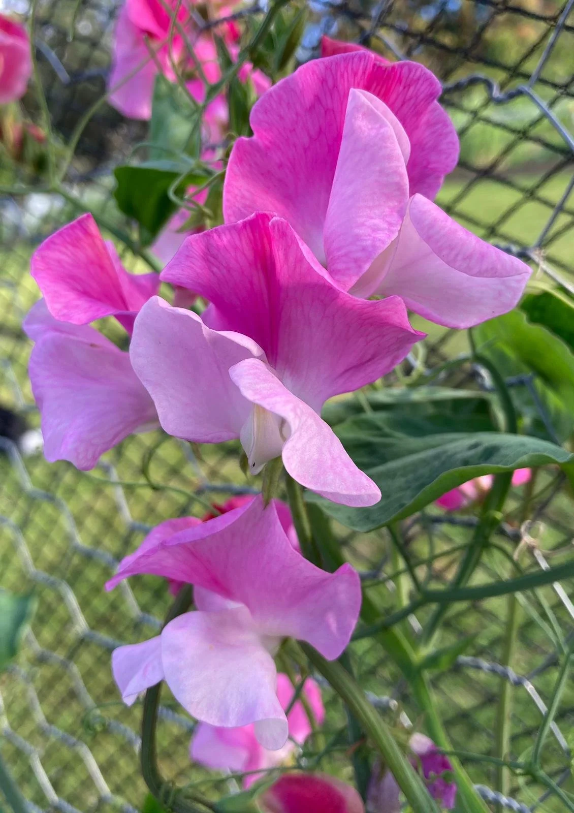 G. Strawberry Fields.jpeg