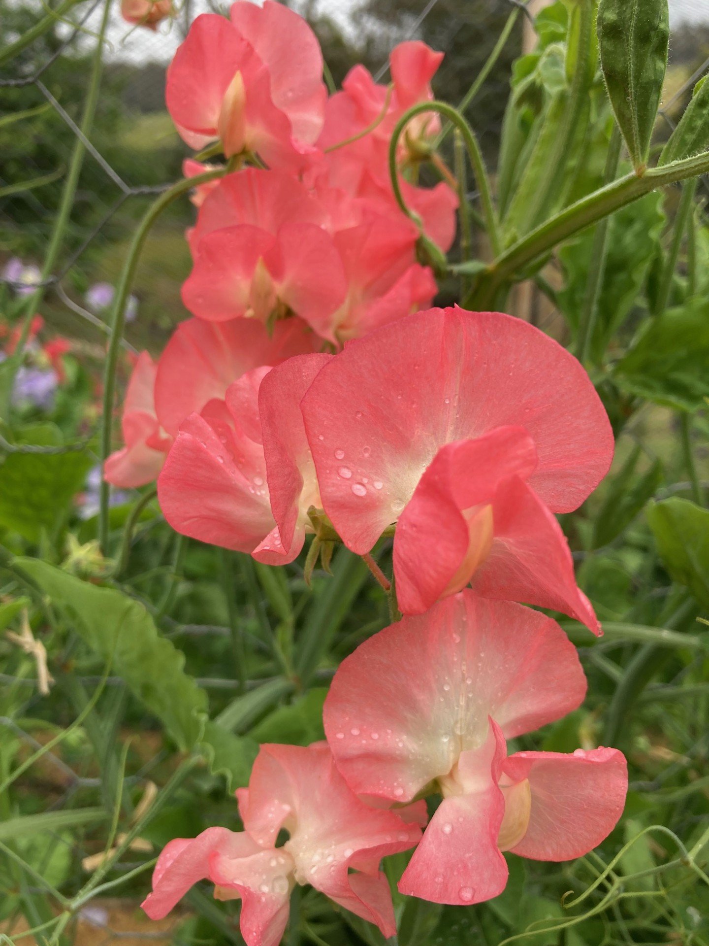 Modern Grandiflora 'Candy Floss'
