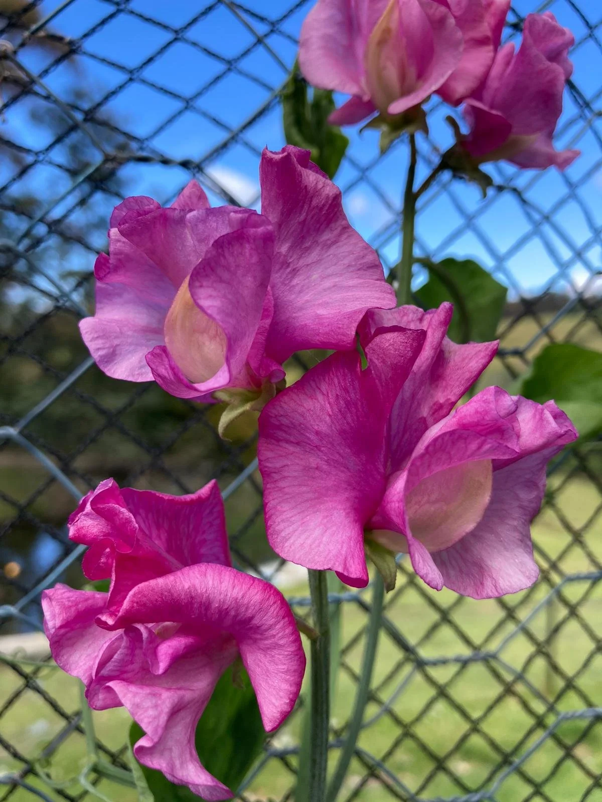 G. Dunollie Coline.jpeg