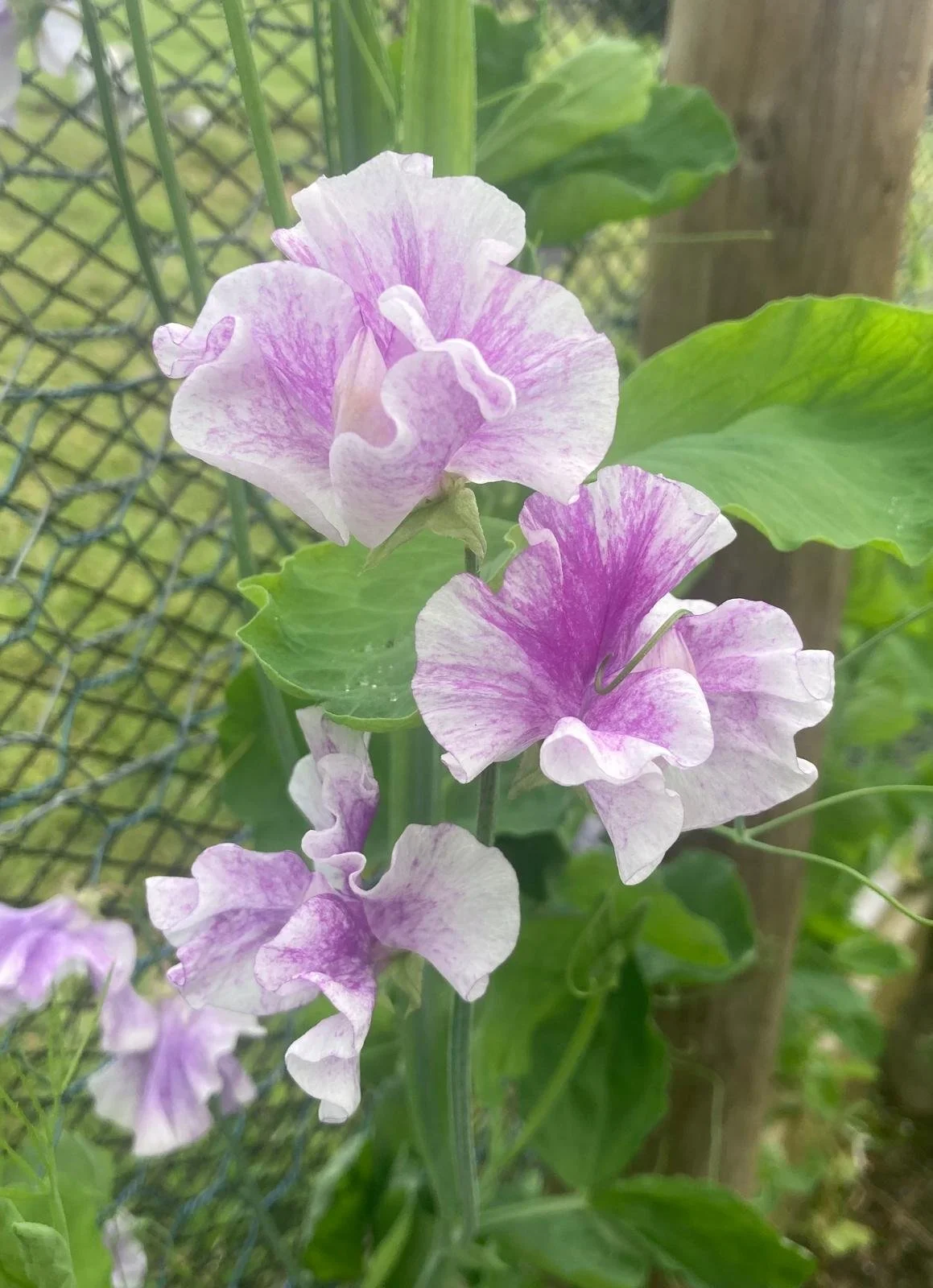 Piralila Margaret.jpg