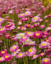 paper daisy.jpg