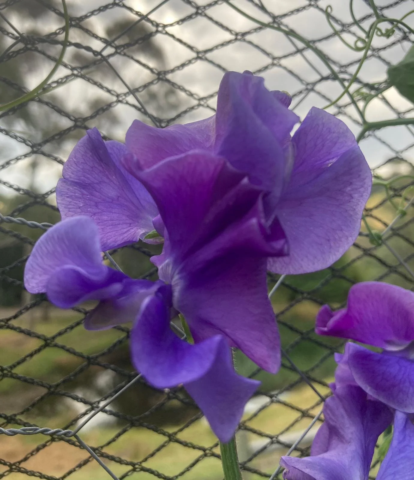 Gawler 'Natalie Joy'