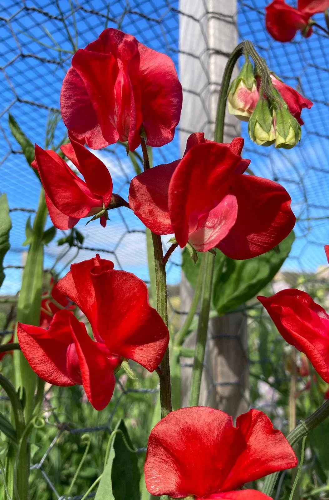 Spencer 'Winter Sunshine Scarlet'