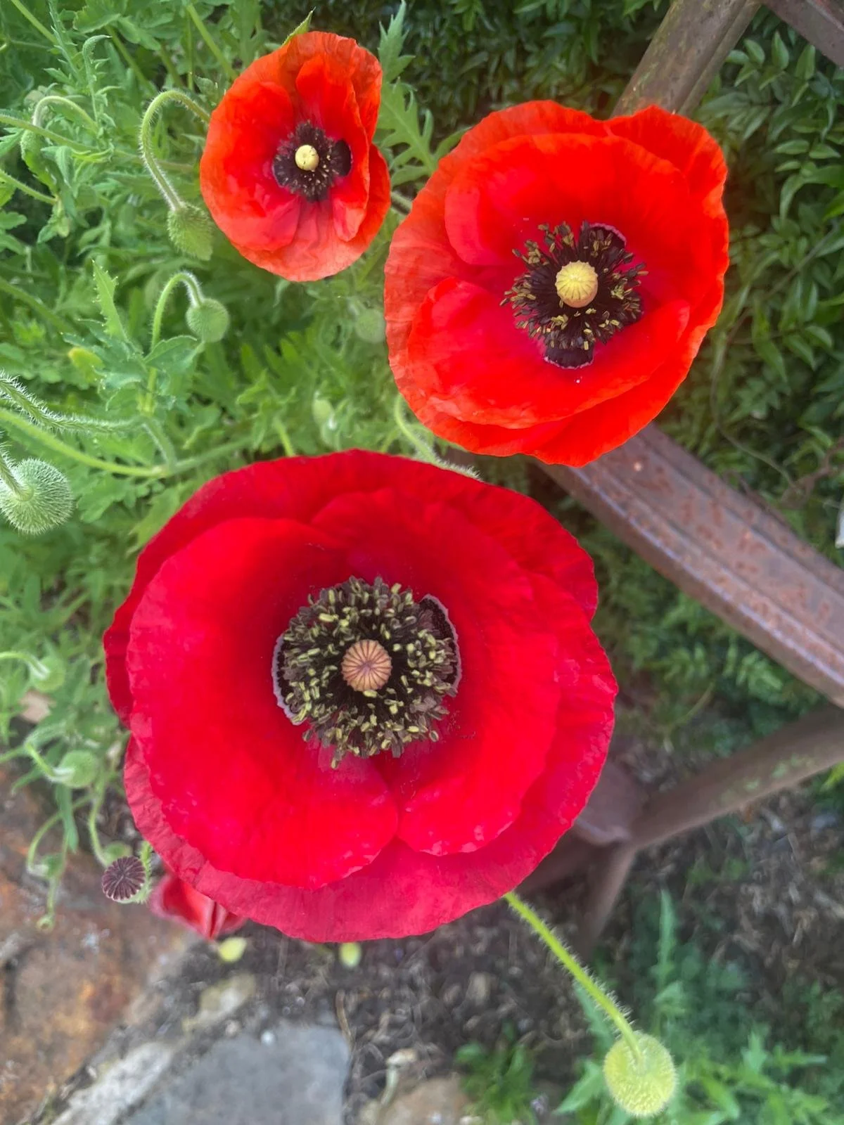 Flanders poppies 2.jpeg