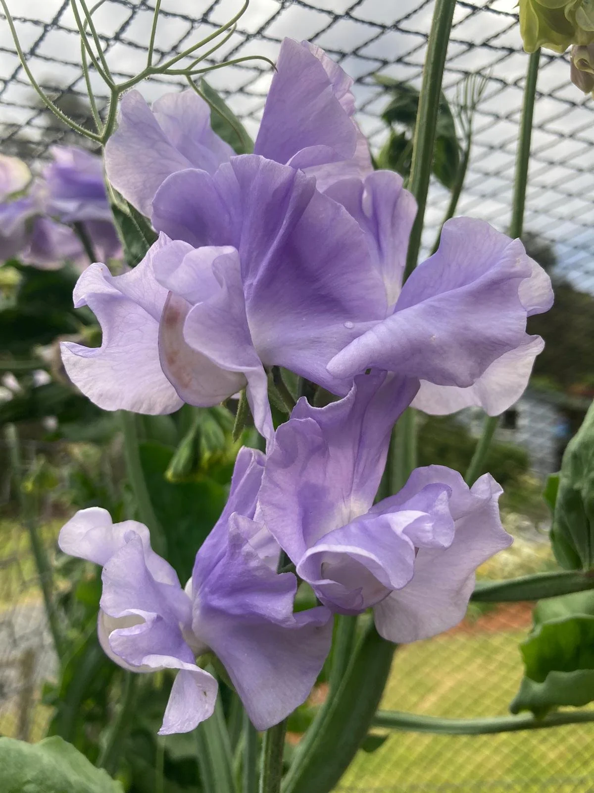 Spencer 'Charlie's Angels'