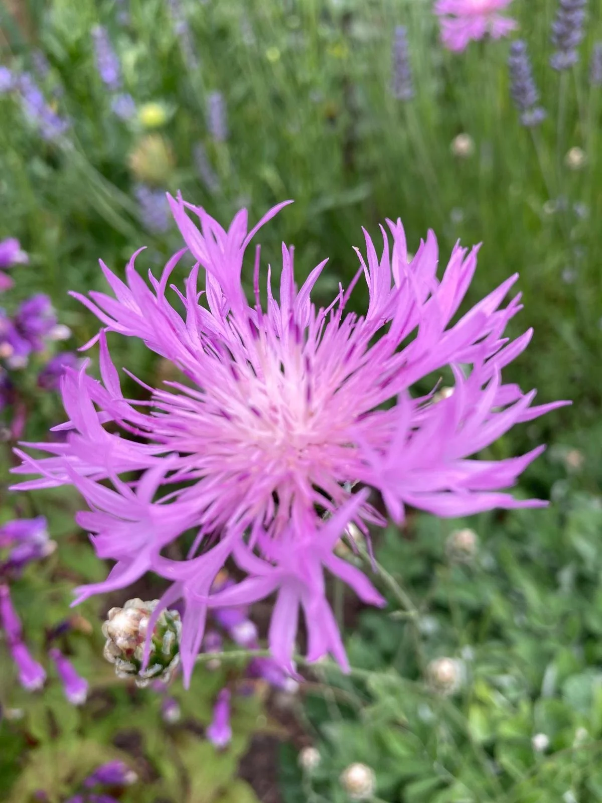 centurea bella 2.jpeg