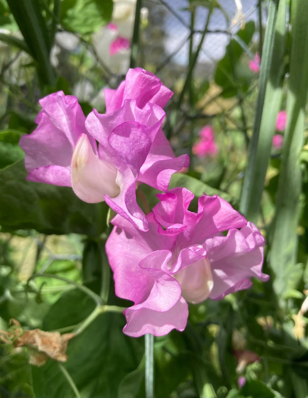 G. Annie Wilson.jpeg