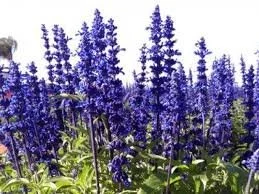 Salvia 'Sirius Blue'