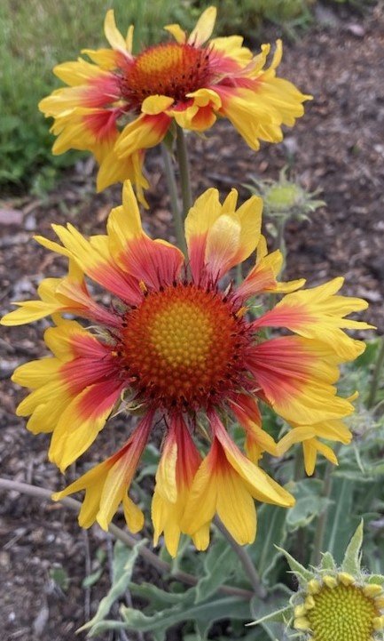 gal amber wheels.jpg