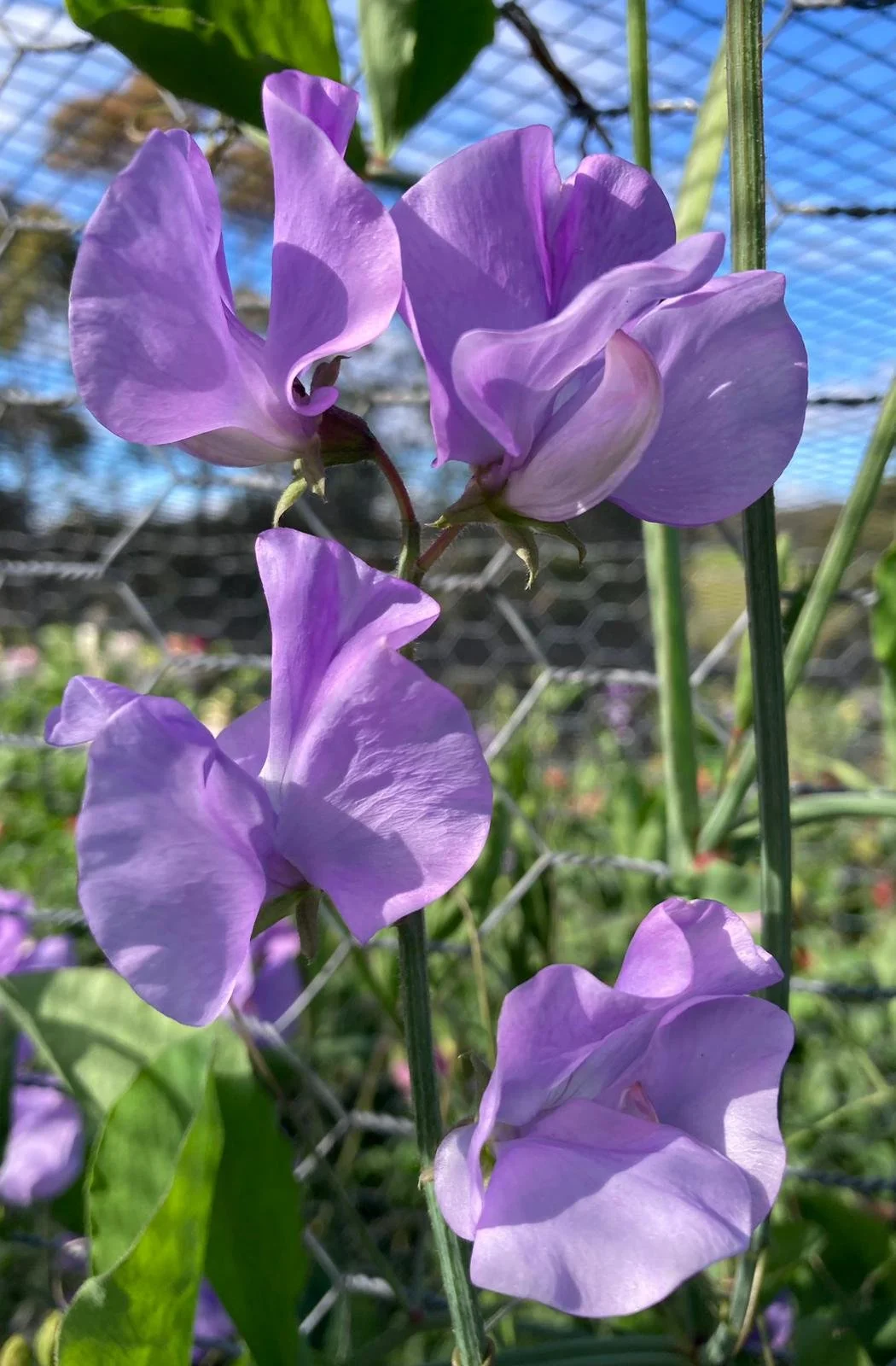 Spencer 'Mammoth Lavender'