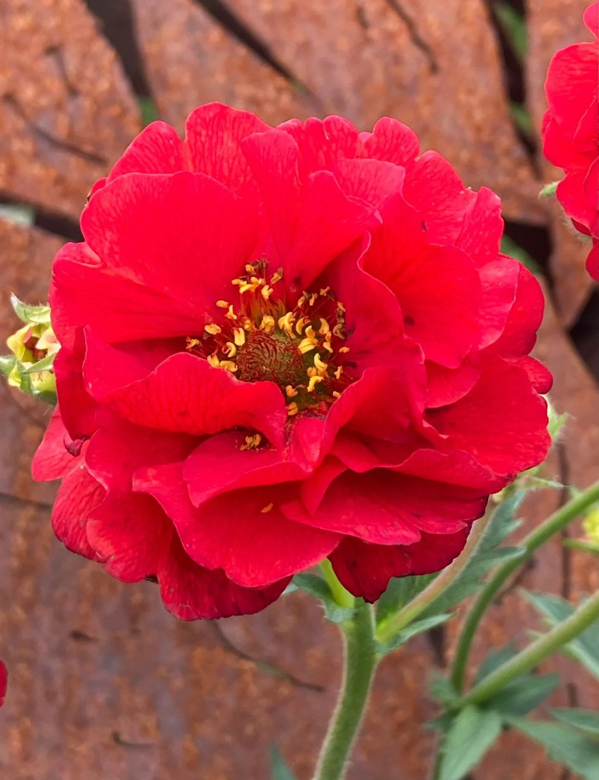 Geum Double red.jpeg