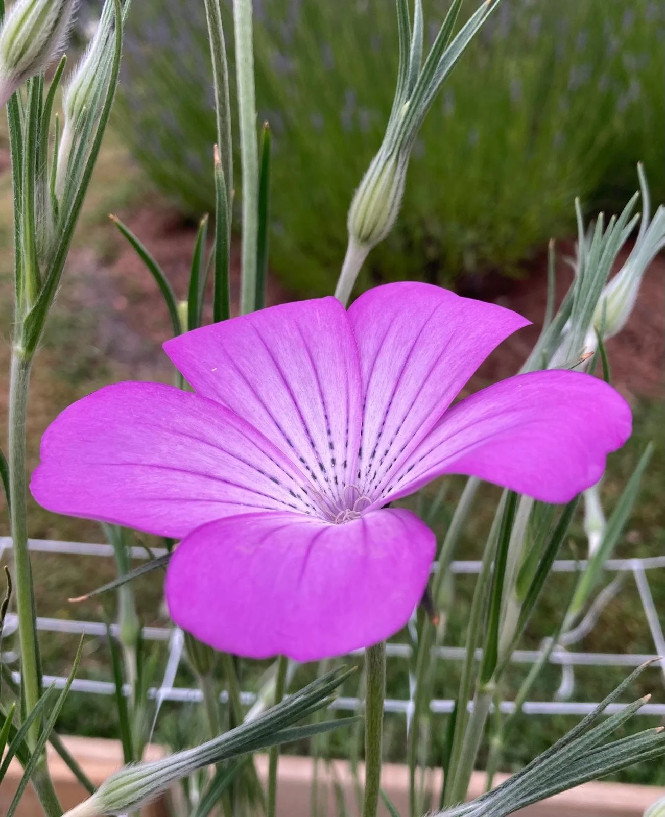 Corn Cockle 'Purple'
