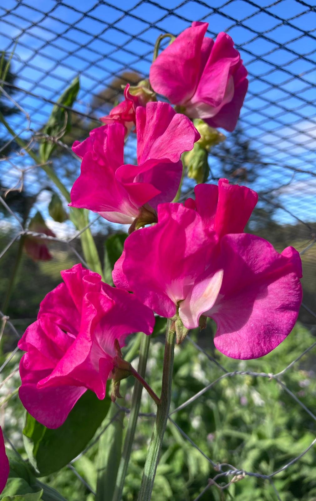 Gawler 'Katrina Lee'