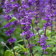 Salvia SB.jpg