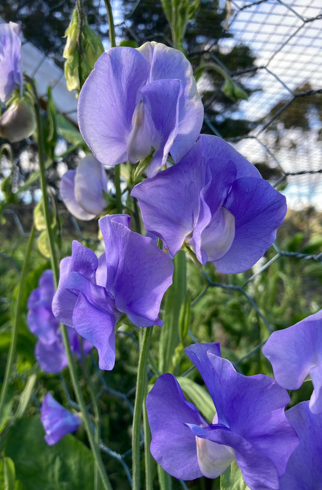 Elegance mid blue.jpeg