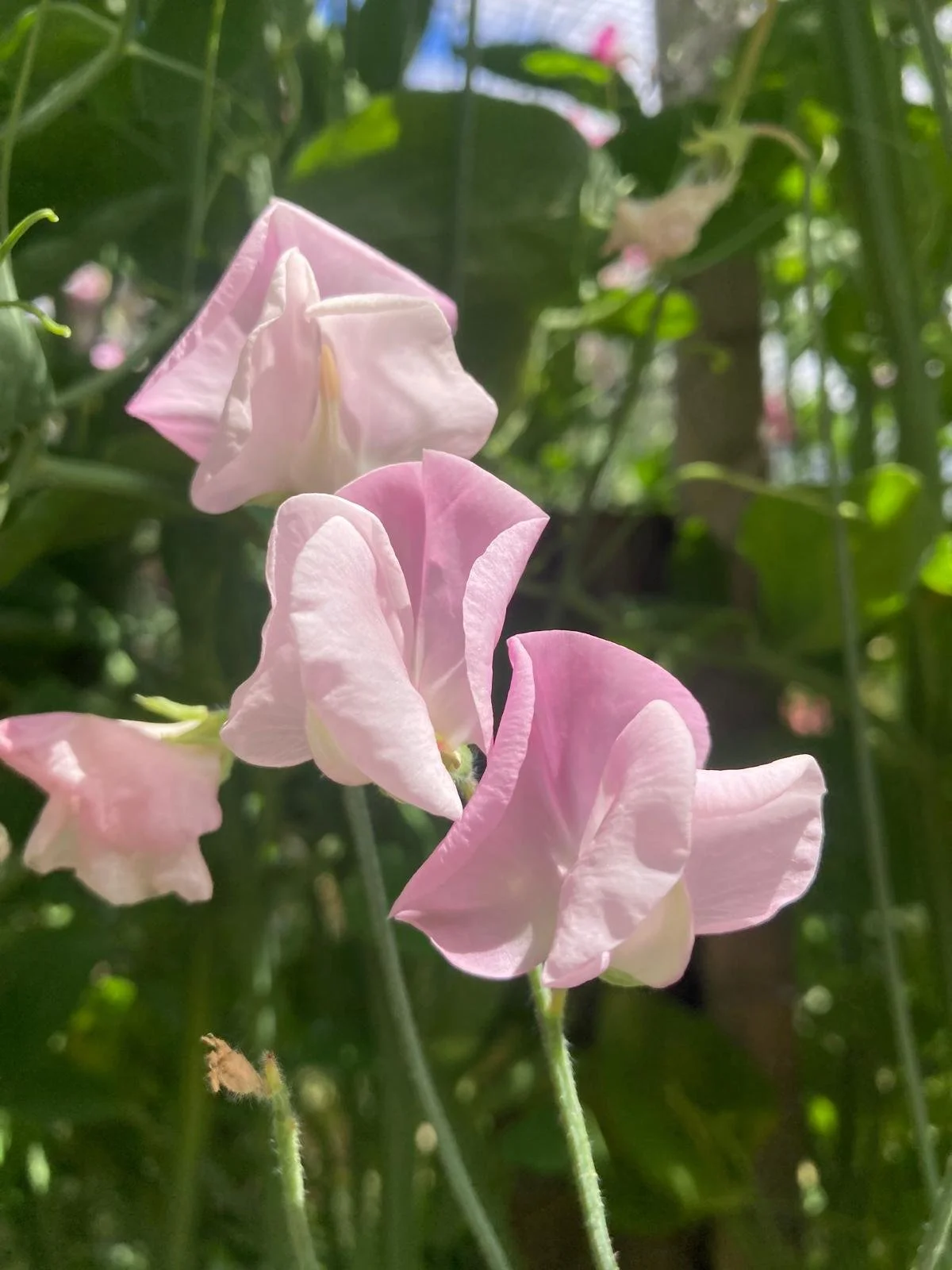 Grandiflora 'Prima Donna'