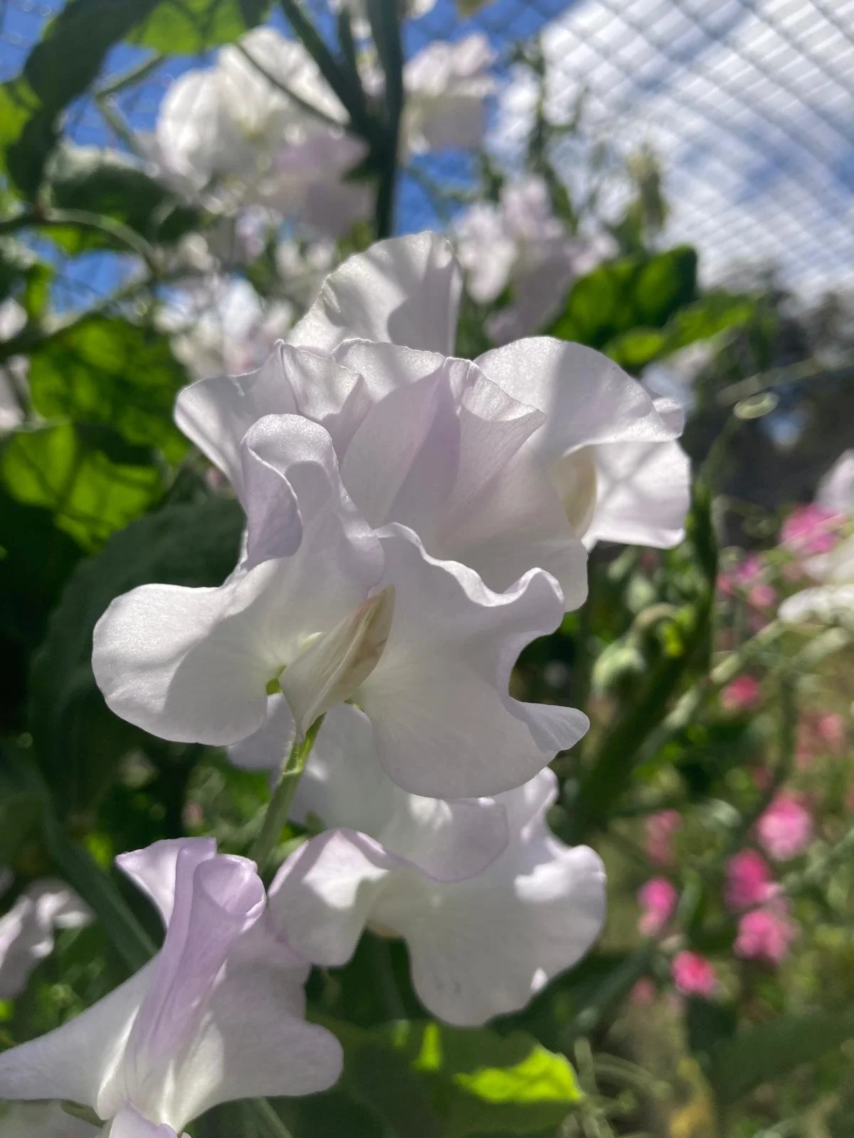 sweetpea honeymoon gawler white scented frilly