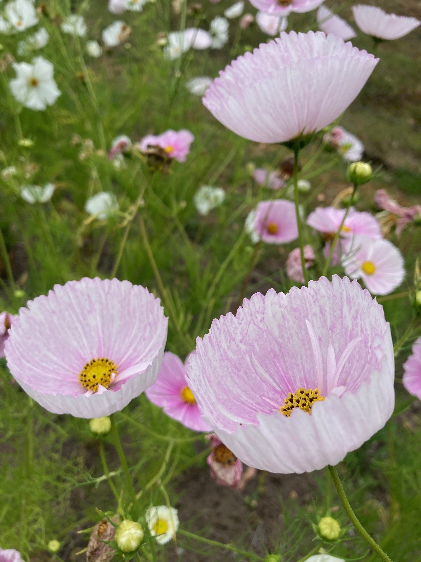 Cosmos cupcake mix.jpg