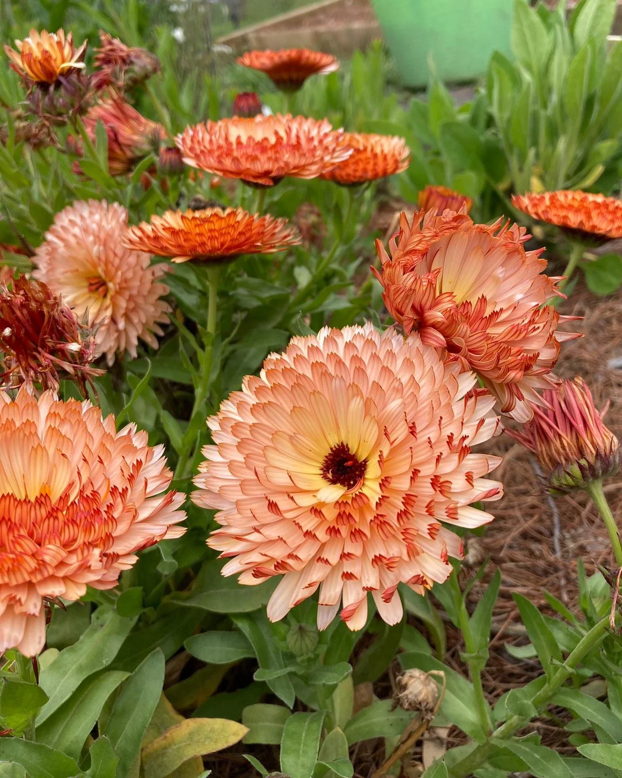 Calendula orange flash.jpeg