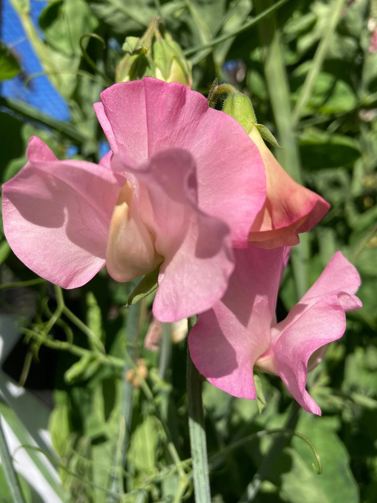 Gawler 'Coronation Gem'