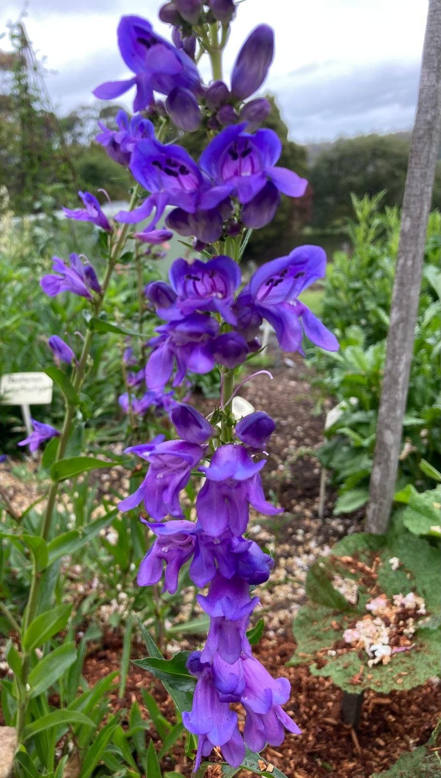 Penstemon 'Rocky Mountain'