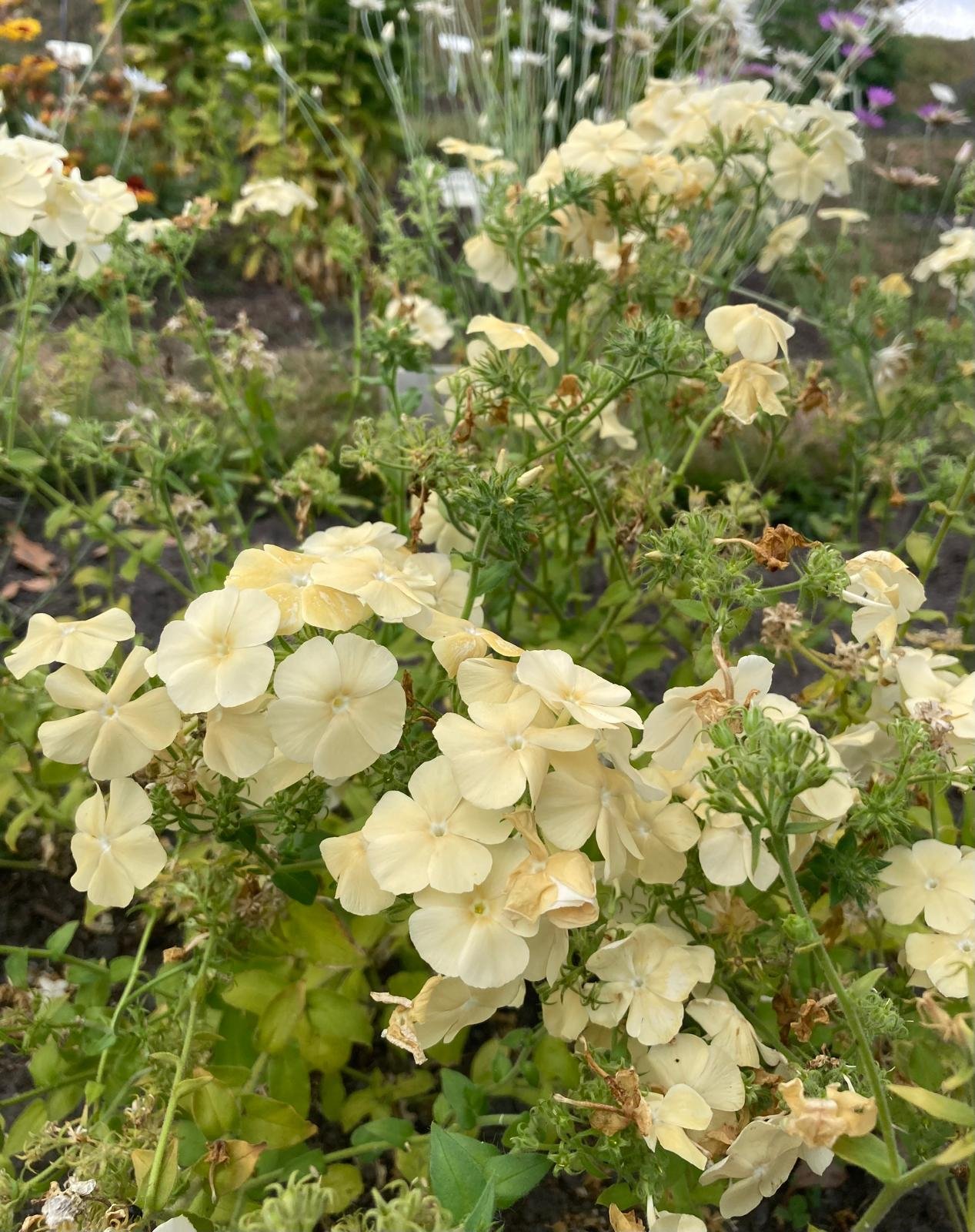 phlox 1.jpg
