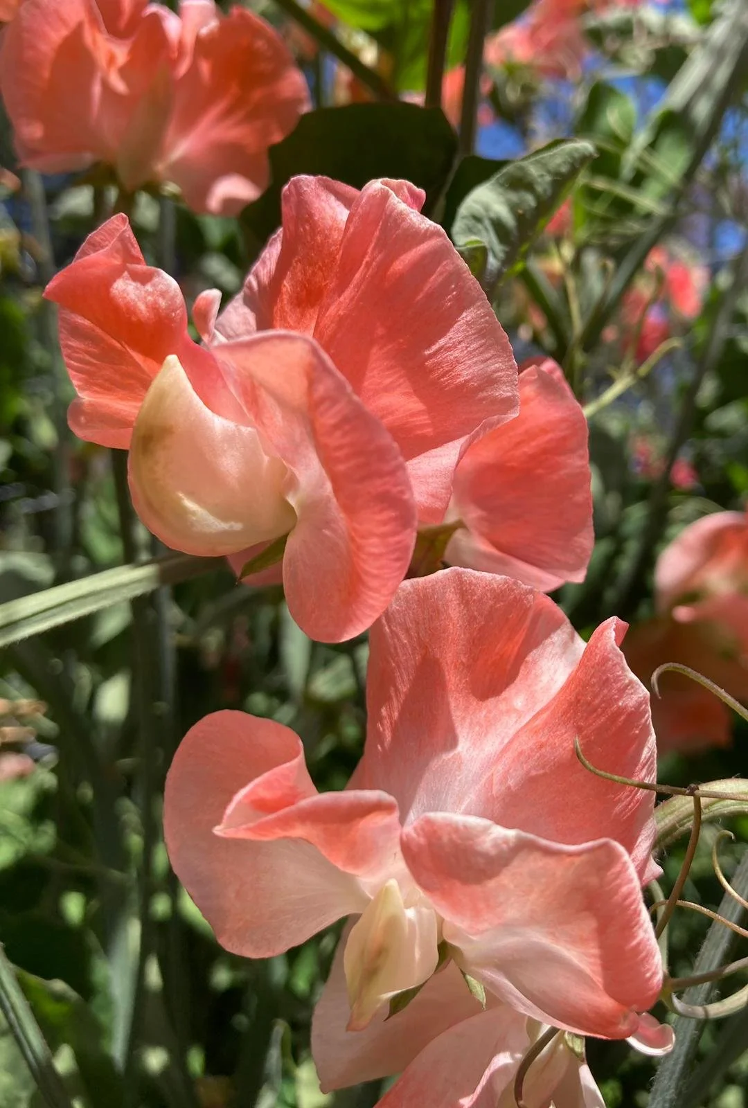 Gawler 'Pink Jewel'