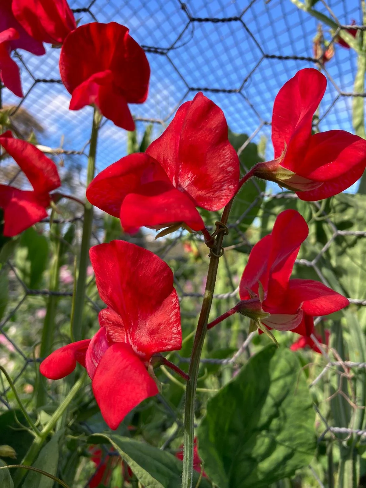 Mammoth Scarlet.jpeg