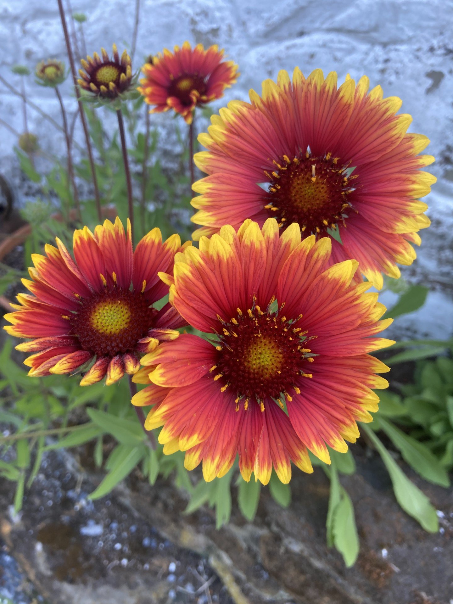 Gaillardia Bremen.jpg