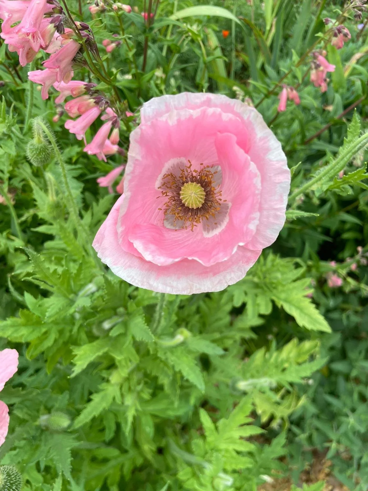 Papaver sp - Mystery Poppy