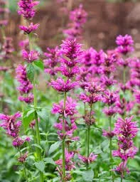 Agastache 'Aztec Rose'