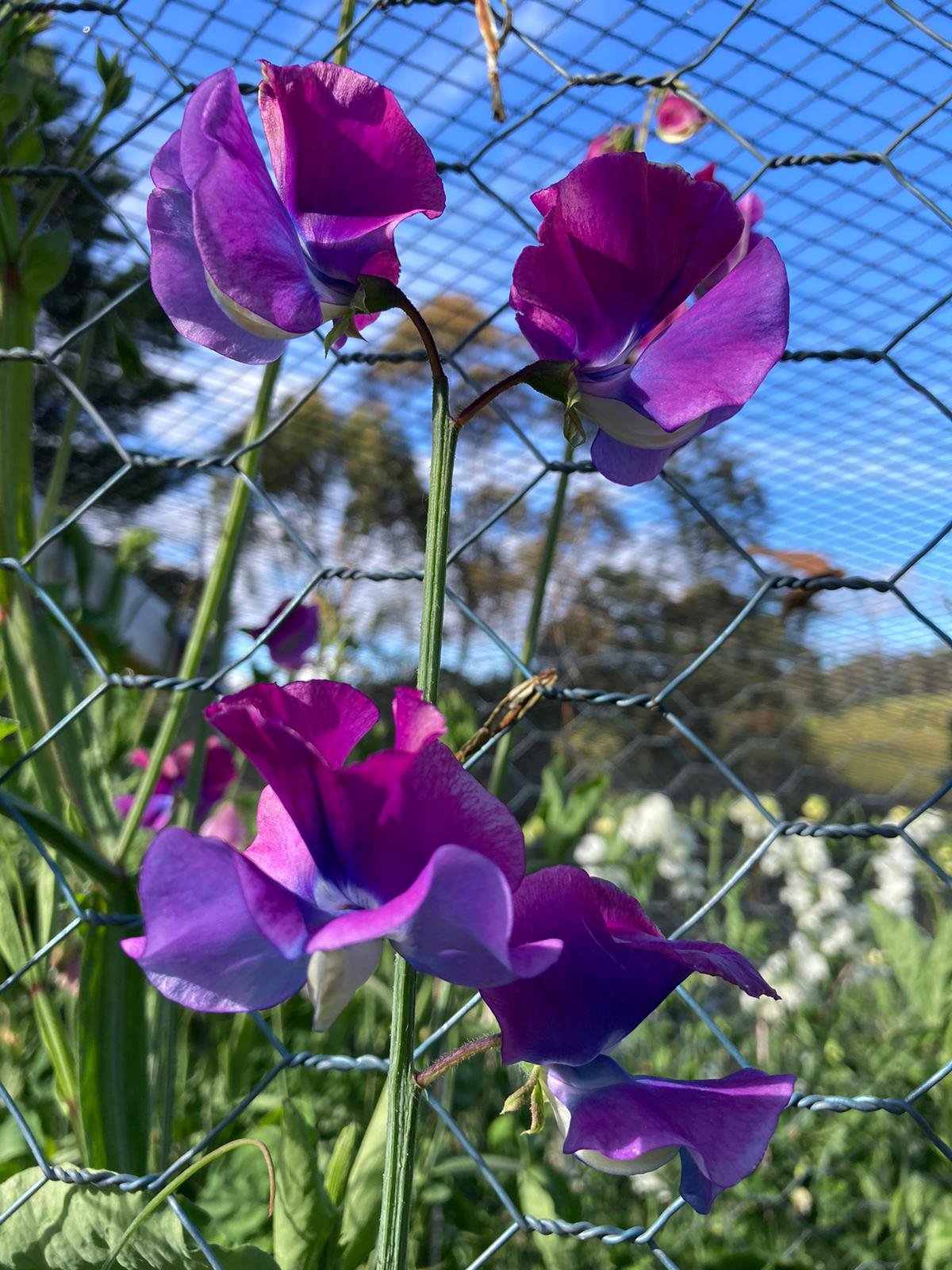 Hammetti 'Blue Shift'