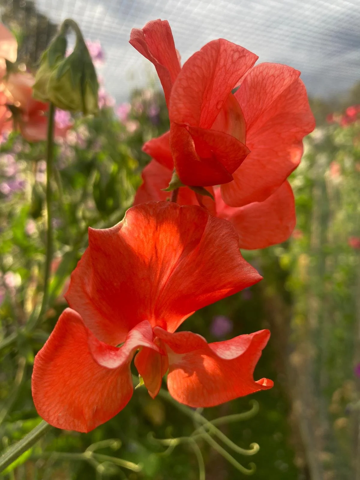 Spencer 'Clementine Kiss'