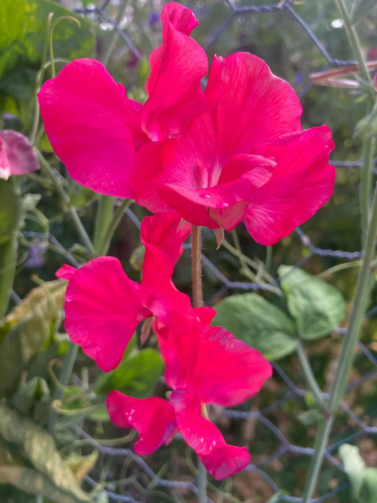 Grandiflora 'Toffee Apple'