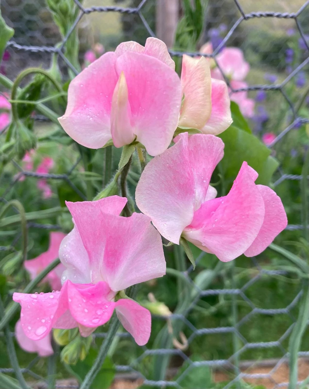 Gawler 'Glenice Percy'